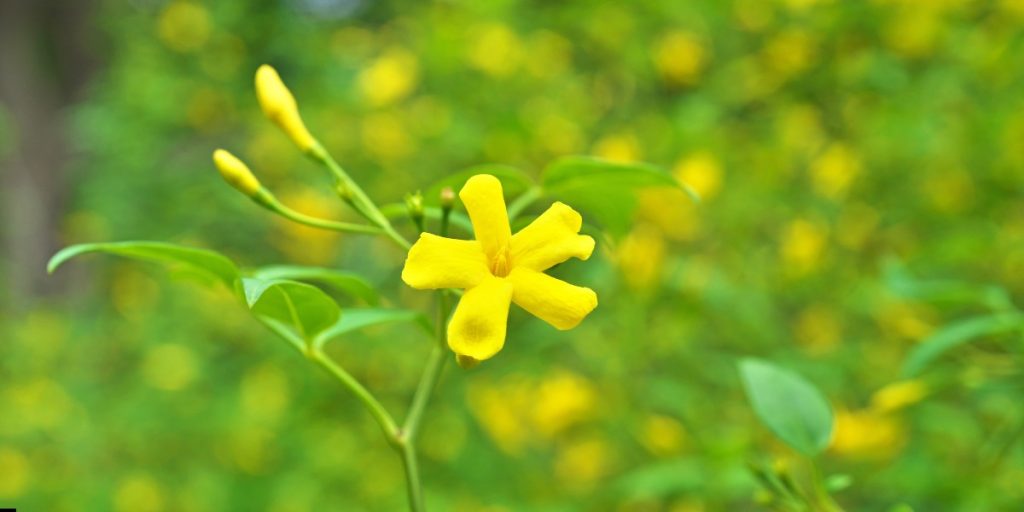 jasmine flower Plant 