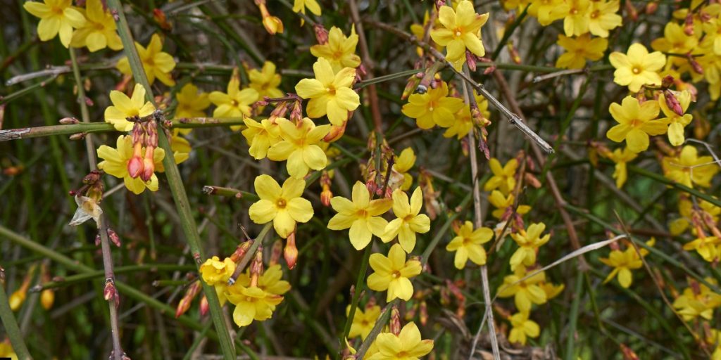 jasmine flower Plant 