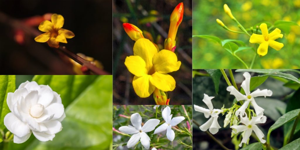 jasmine flower Plant 