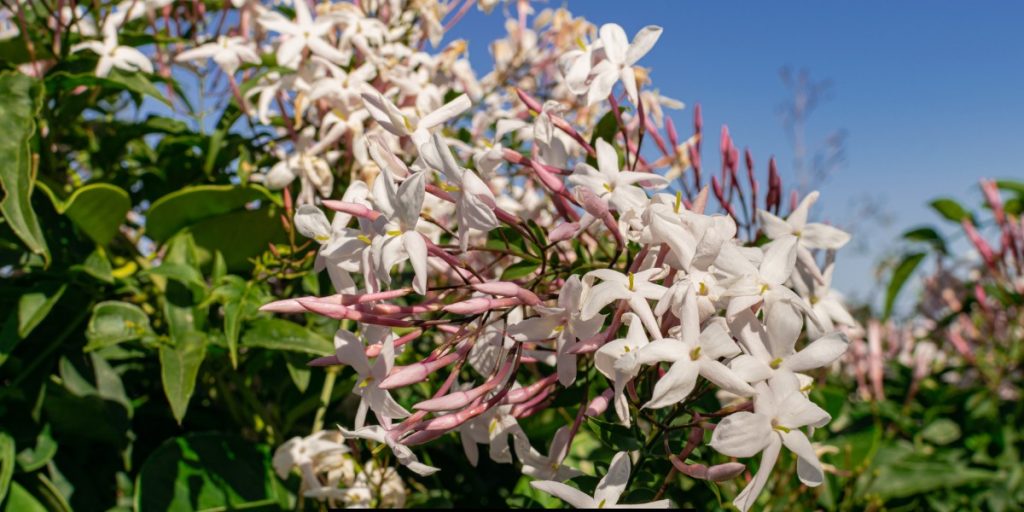 jasmine flower Plant 