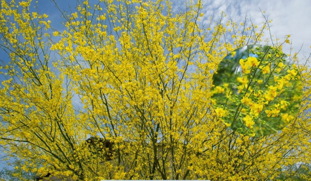 tree with yellow flowers