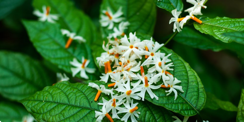 white flowers in India