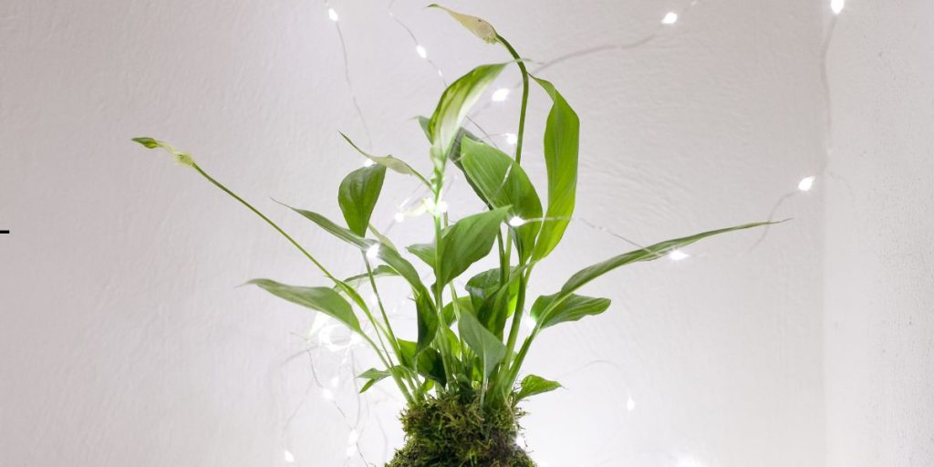 Indoor Plants for Oxygen