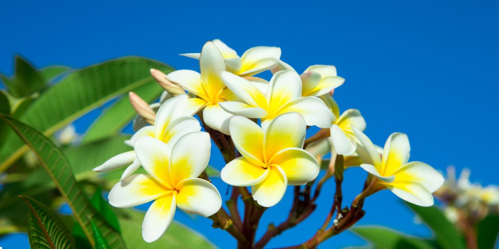 white flowers in India