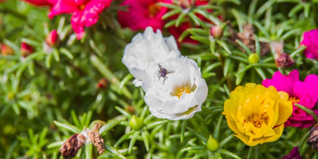 monsoon flowers in india