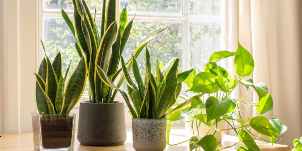 Indoor Plants for Oxygen