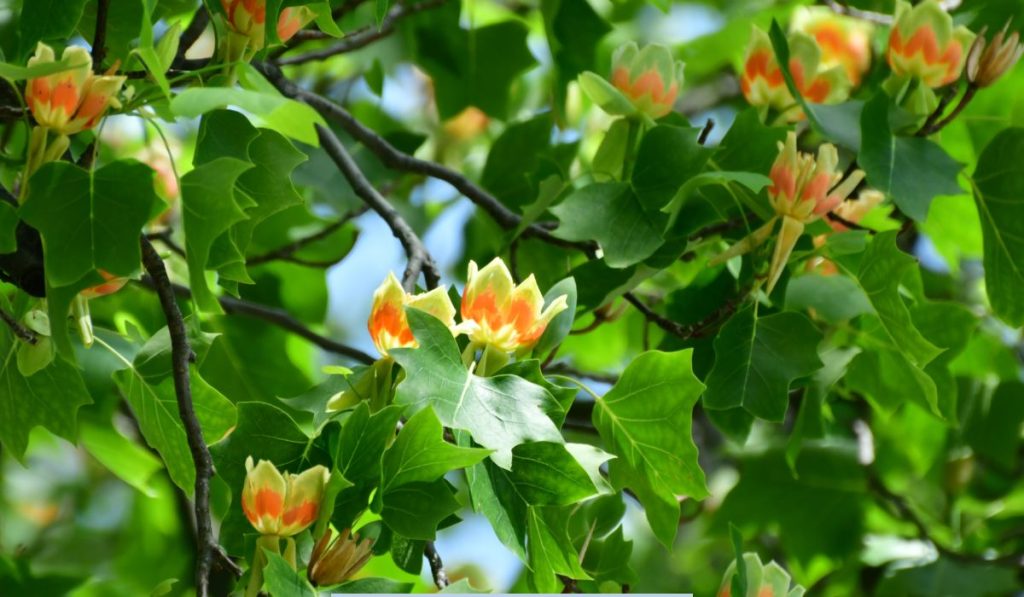 tree with yellow flowers