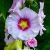 hollyhock Flower