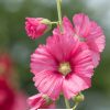 hollyhock Flower