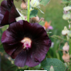 hollyhock Flower