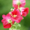 hollyhock Flower