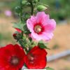 hollyhock Flower