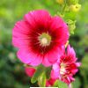 hollyhock Flower