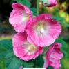 hollyhock Flower