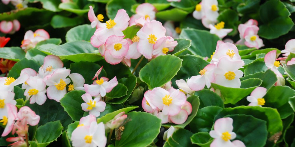 white flowers in India