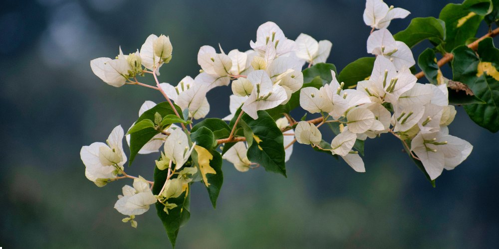 white flowers in India