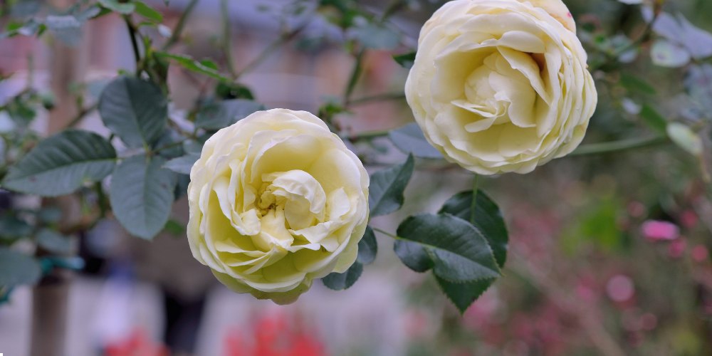 white flowers in India