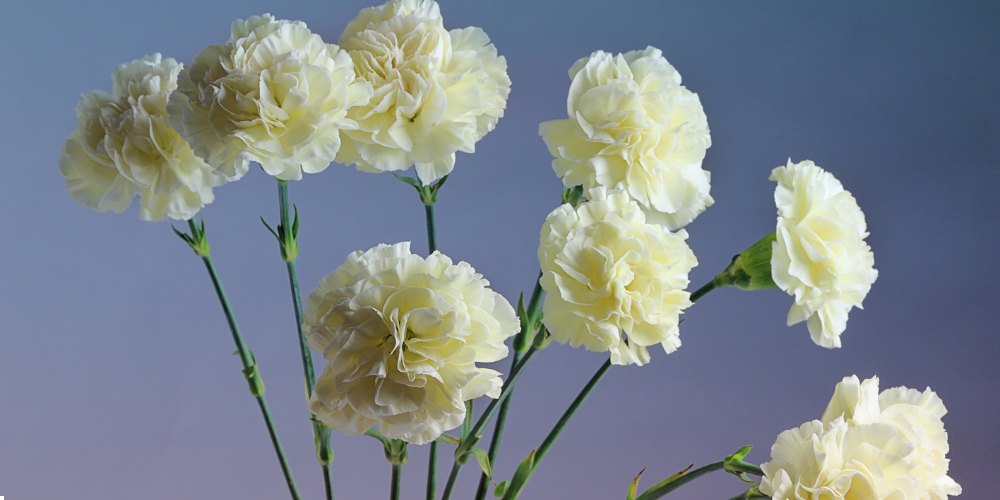 white flowers in India