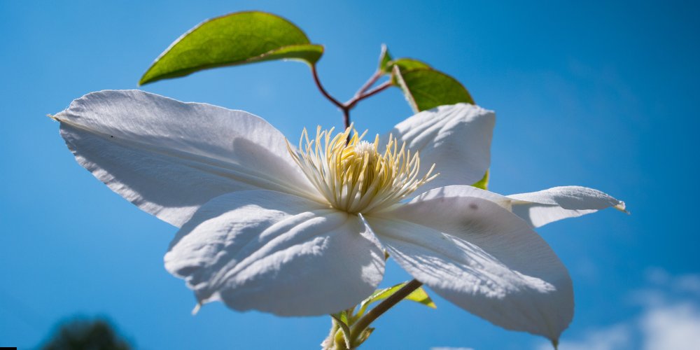 white flowers in India