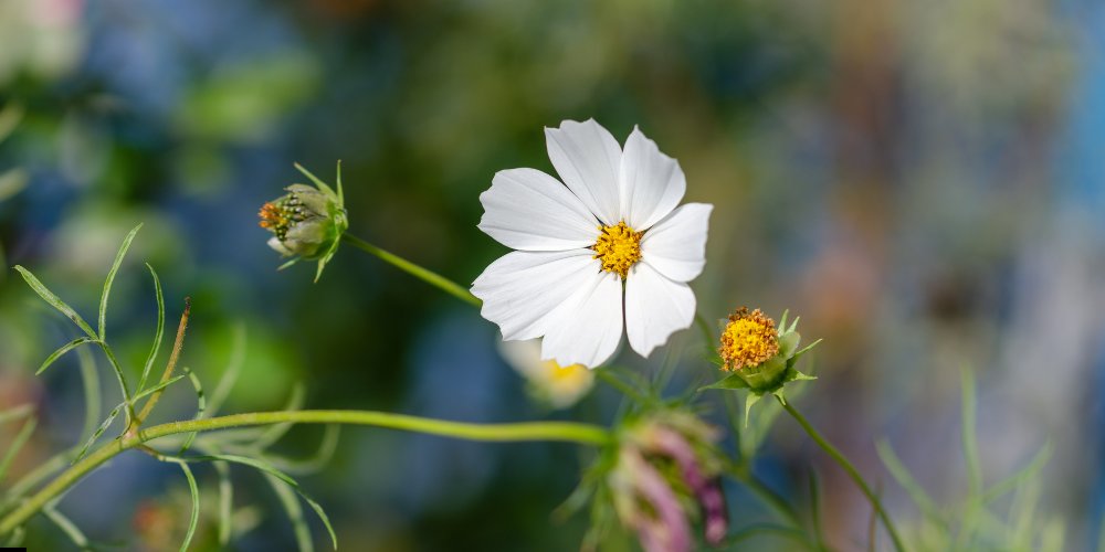 white flowers in India