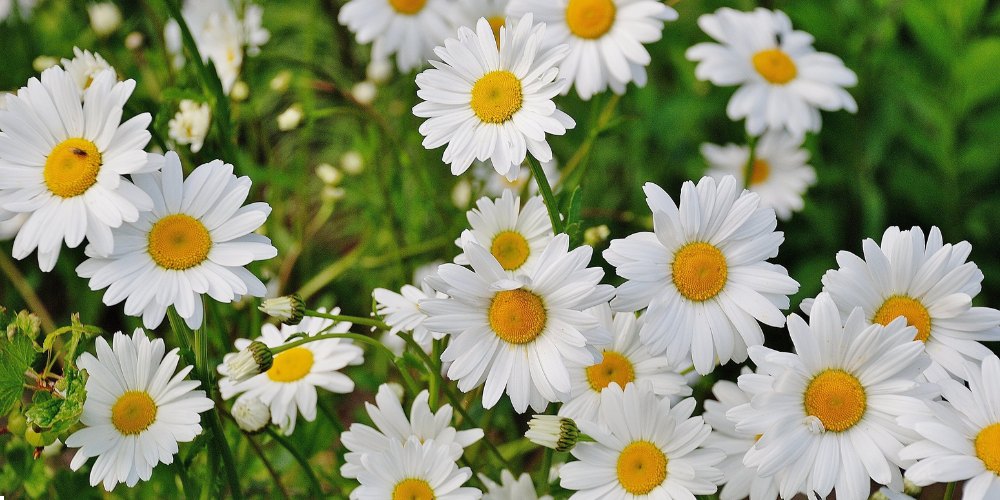 white flowers in India