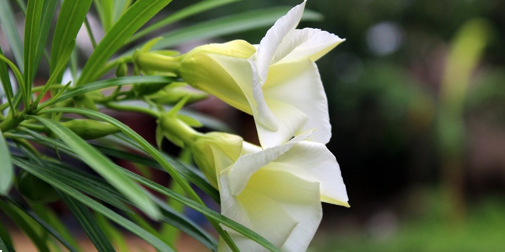 white flowers in India