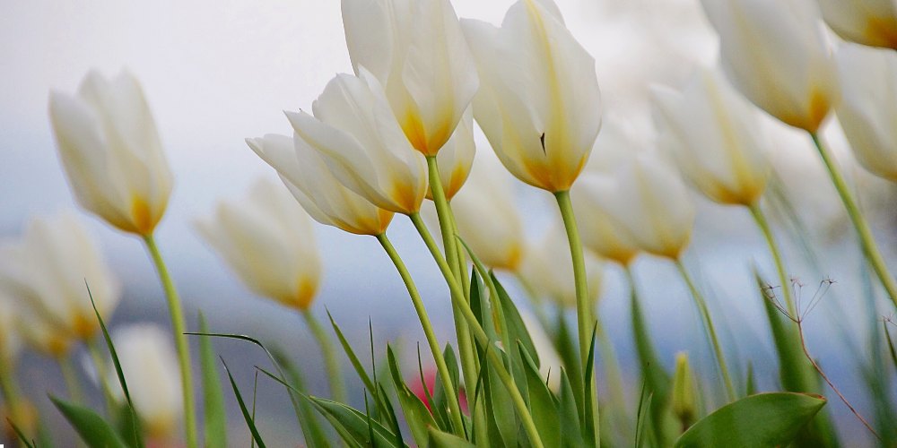 white flowers in India