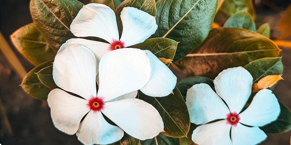 white flowers in India