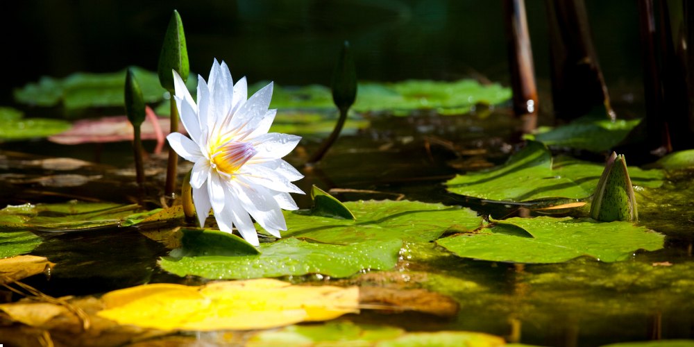 white flowers in India