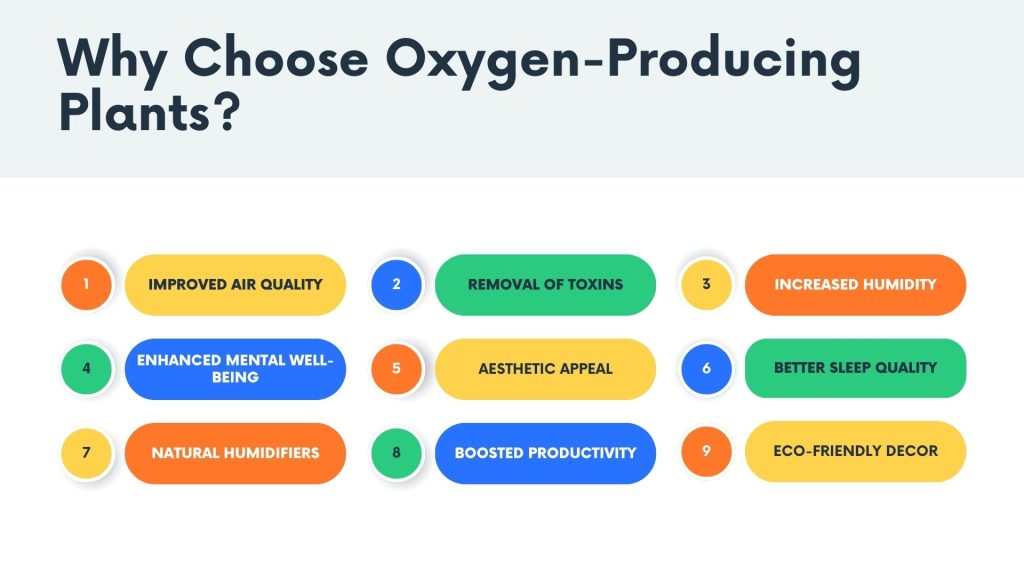 indoor plants for oxygen