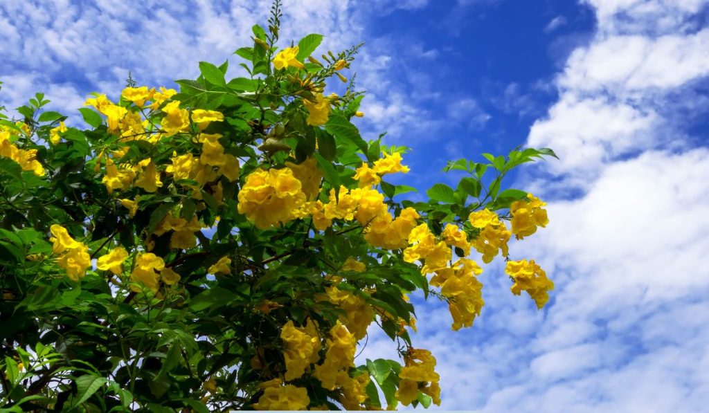 tree with yellow flowers