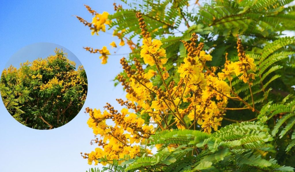 tree with yellow flowers