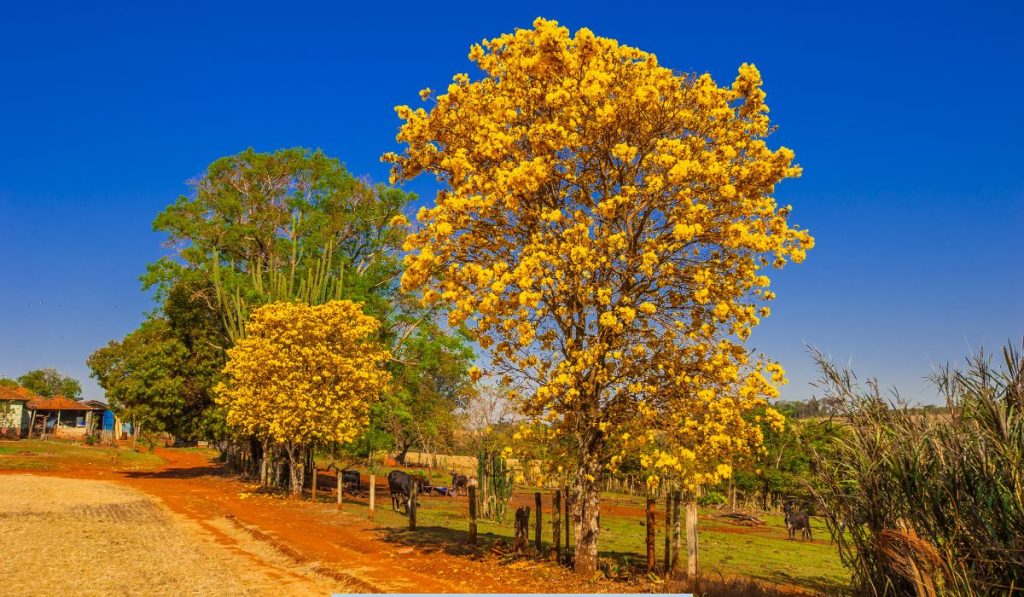 tree with yellow flowers