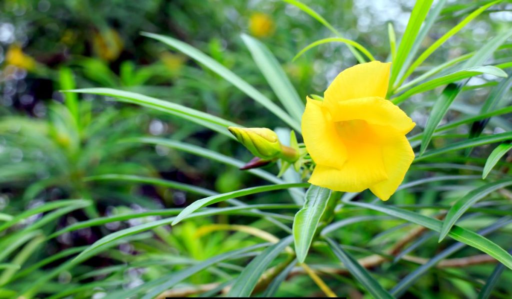 tree with yellow flowers