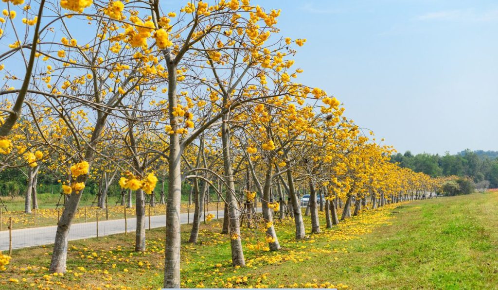 tree with yellow flowers