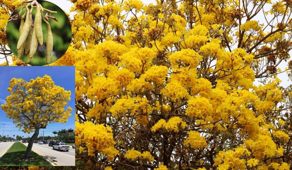 tree with yellow flowers