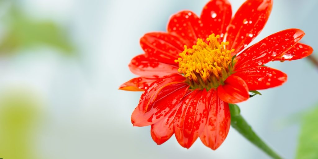 Monsoon flowers in India