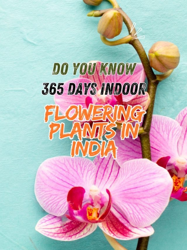 365 Days Indoor Flowering Plants In India