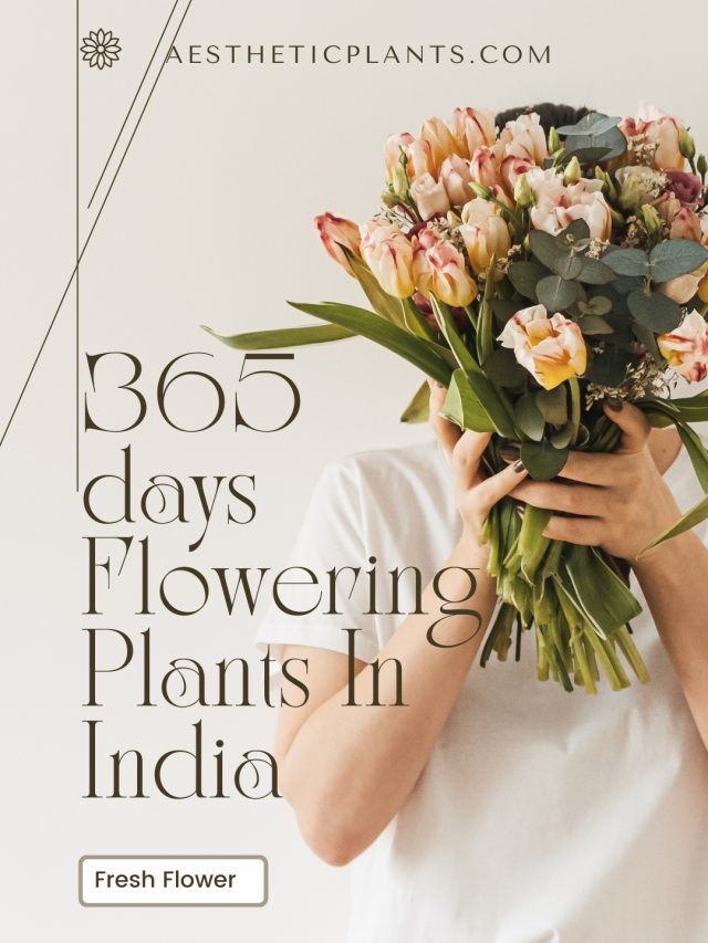 365 Days Flowering Plants In India