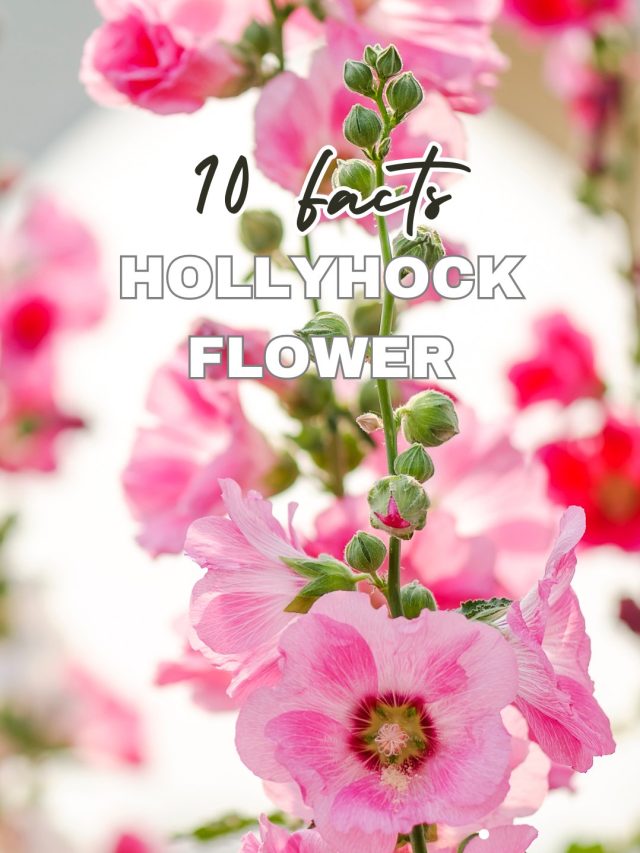 7 Facts about Hollyhock Flower