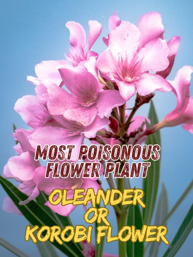 Beauty With Poison Oleander or Korobi Flower