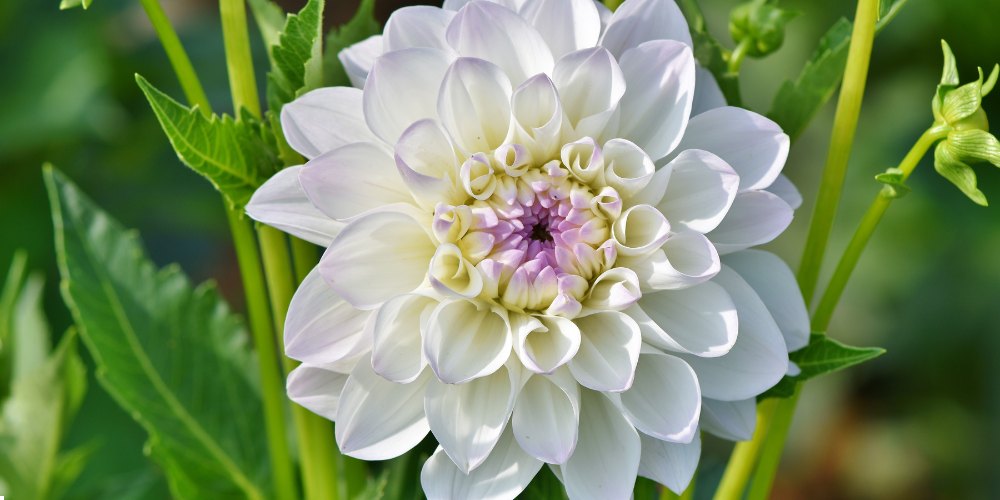 white flowers in India