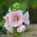 Holly Hock flower