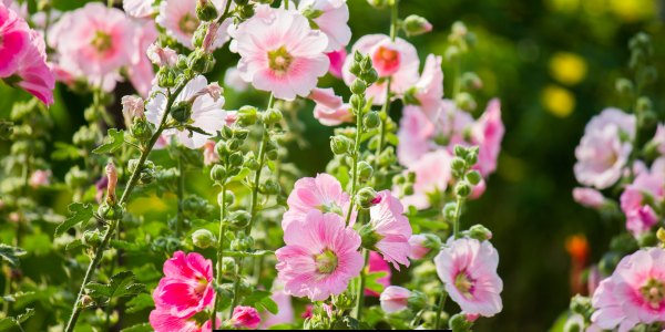 hollyhock flower