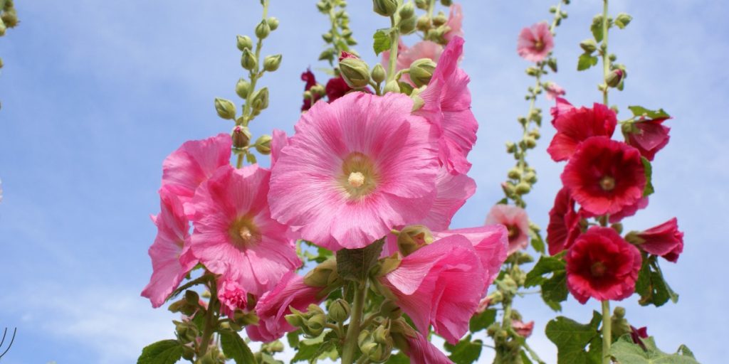 hollyhock Flower