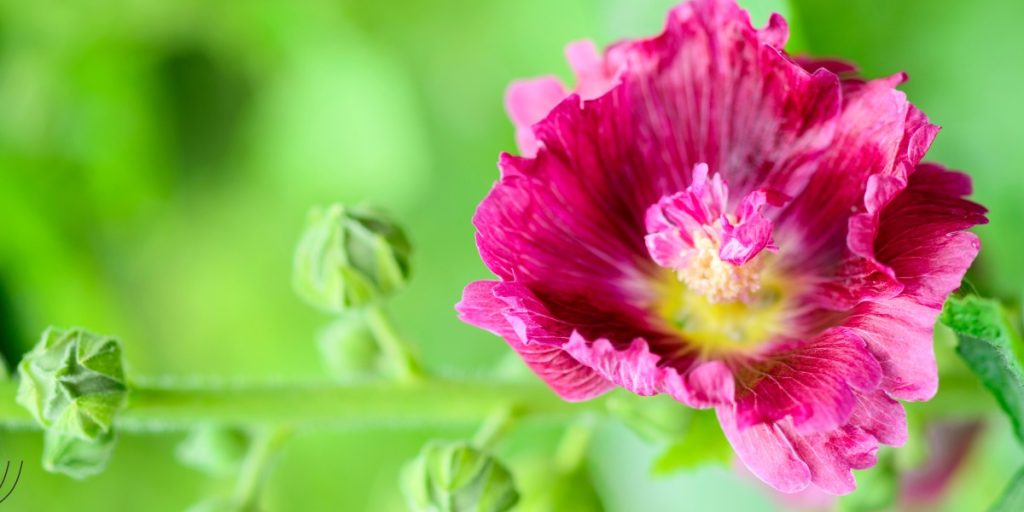 hollyhock Flower