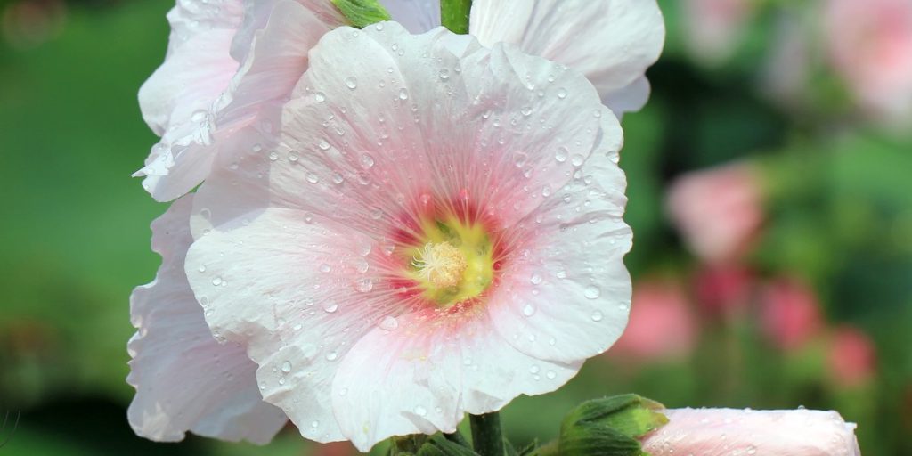 hollyhock Flower