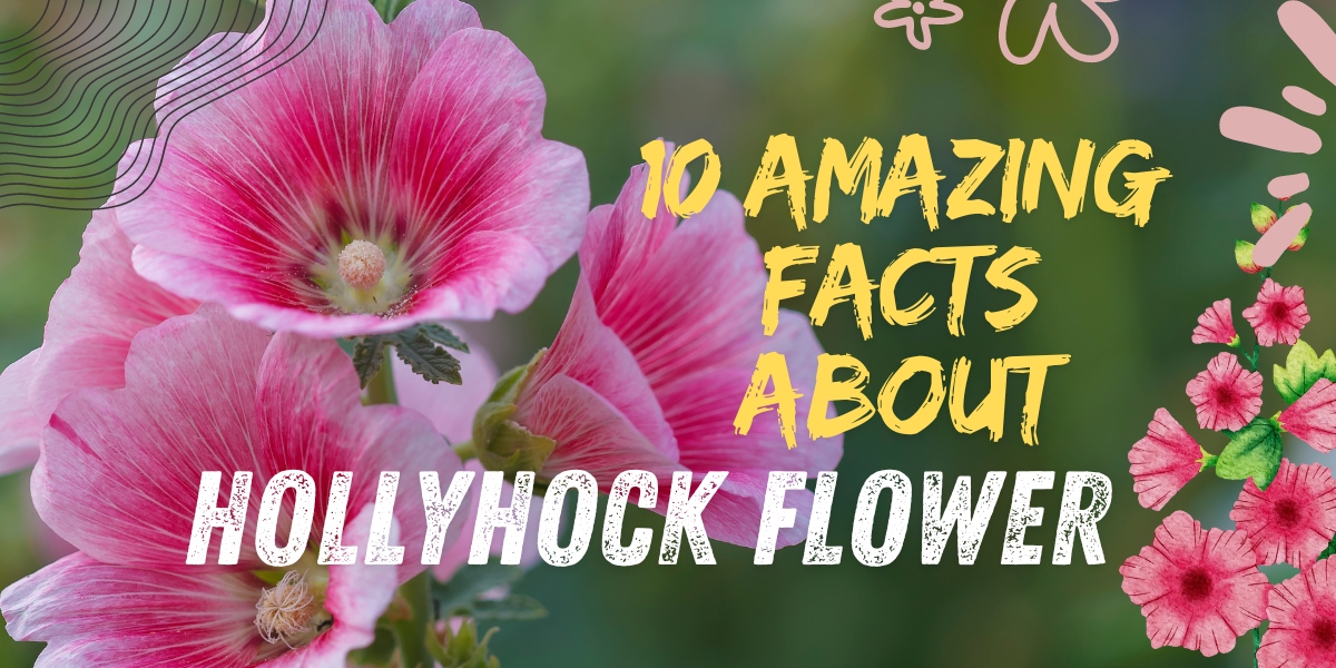 hollyhock Flower
