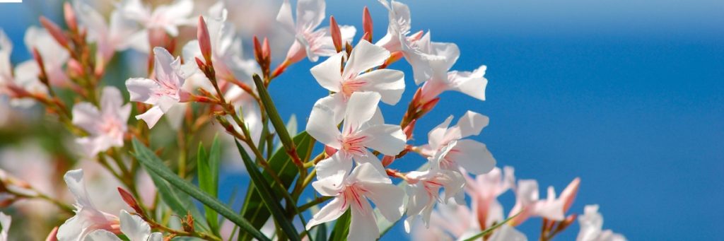 white korobi flower