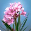 korobi Flower oleander